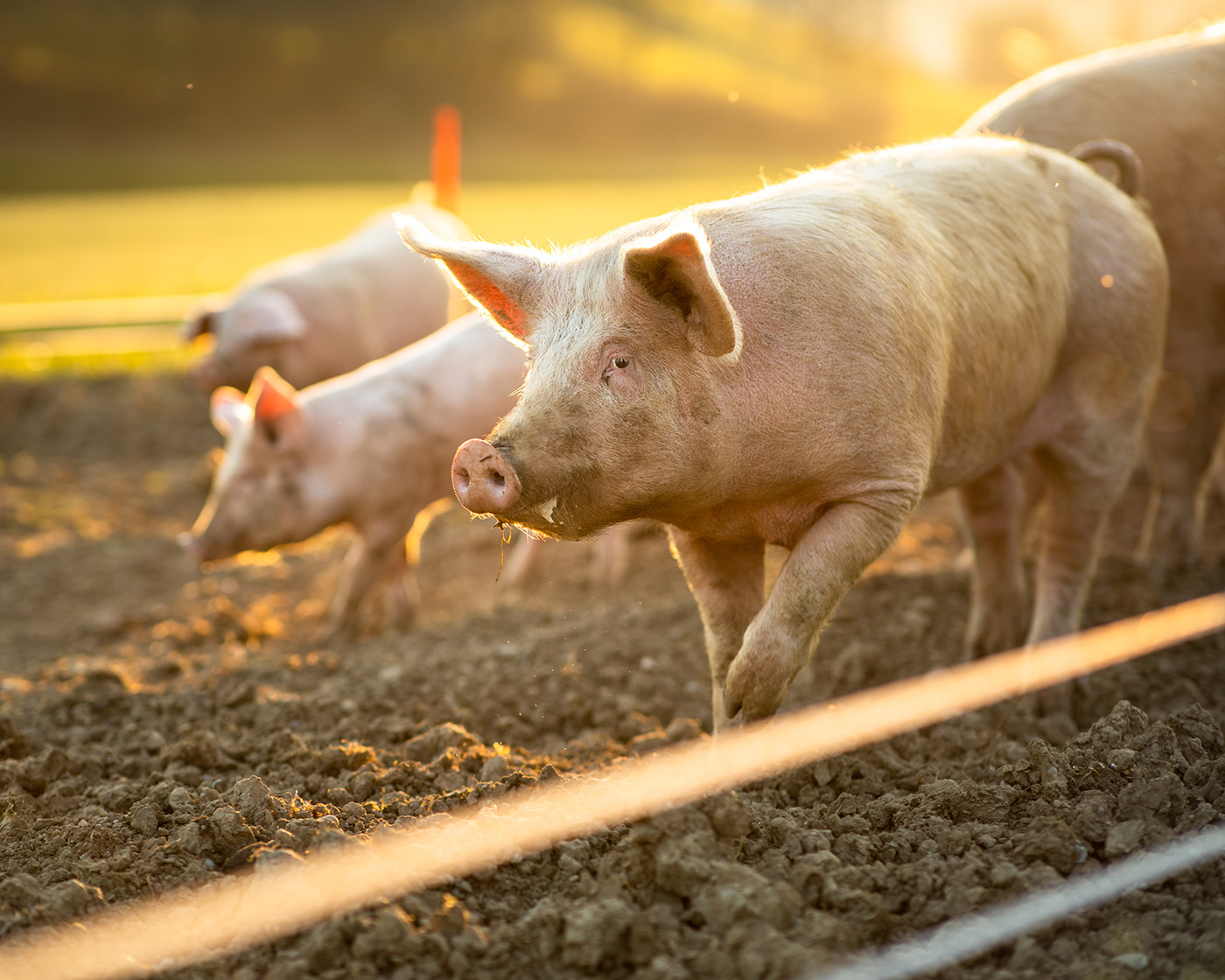 Pigs eating outside at an organic meat farm.