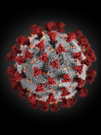 Corona virus molecule