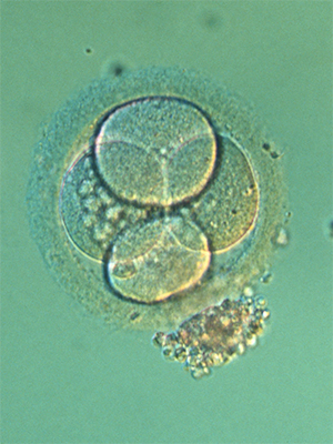 Embryo Image 
