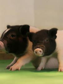 Gene-Altering for Pig