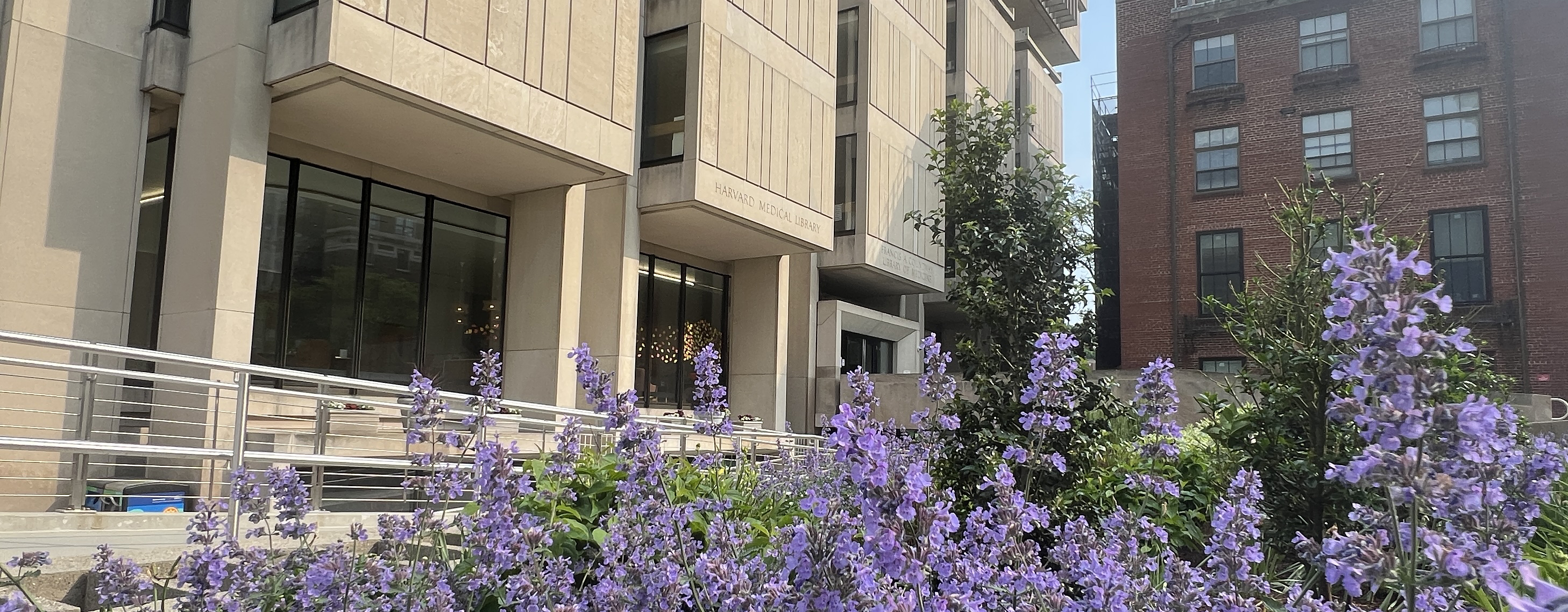 Decorative exterior view of Countway Library and purple flowers.