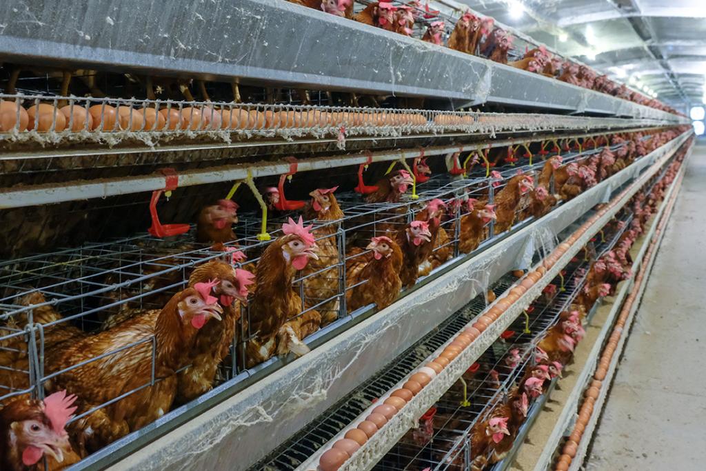 Chickens and eggs on a multilevel production line