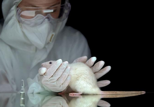 Scientist holding a rat