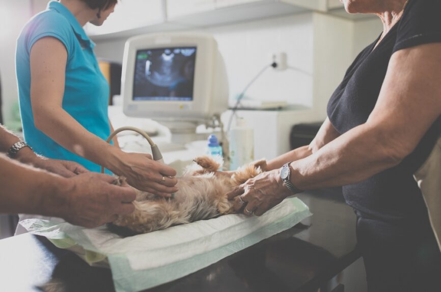 Two veterinarians gently hold down a small fluffy dog on its back while a technician uses an ultrasound wand on its stomach while looking at a monitor.
